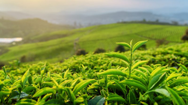 Closeup view of scenic young upper fresh bright green tea leaves at tea plantation at sunset. Rows of tea bushes and evening sky are visible in background. Beautiful summer rural landscape.